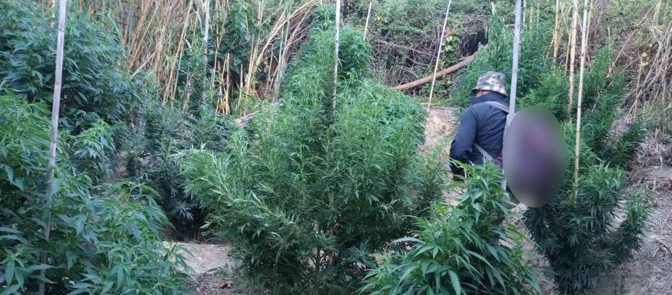 BBC: Οι δρόμοι της ινδικής κάνναβης από την Αλβανία στην Ελλάδα